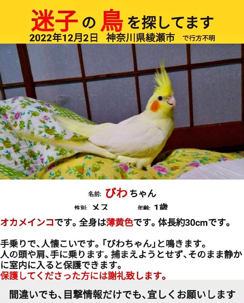 wasizu7masahiko's tweet photo. 🔶#拡散RP希望🔶🙏#迷子インコ
✳️名前『びわ🐥ちゃん』🐸🎃🐤
⭕️#オカメインコ
⭕️メス♀🎎
⭕️全体⇒薄黄😳頭部⇒黄🟡
チークバッチ⇒橙🟠
⭕️びわちゃん🥳と鳴く‼️
⭕️保護されて💖いませんか？(^-^;💦
⭕️神奈川県 #綾瀬市 ～迷子😢
⭕️令和4年12月2日以降行方不明😭
#どんな些細な情報でもお願いします🙏 https://t.co/100o1Yu7ln