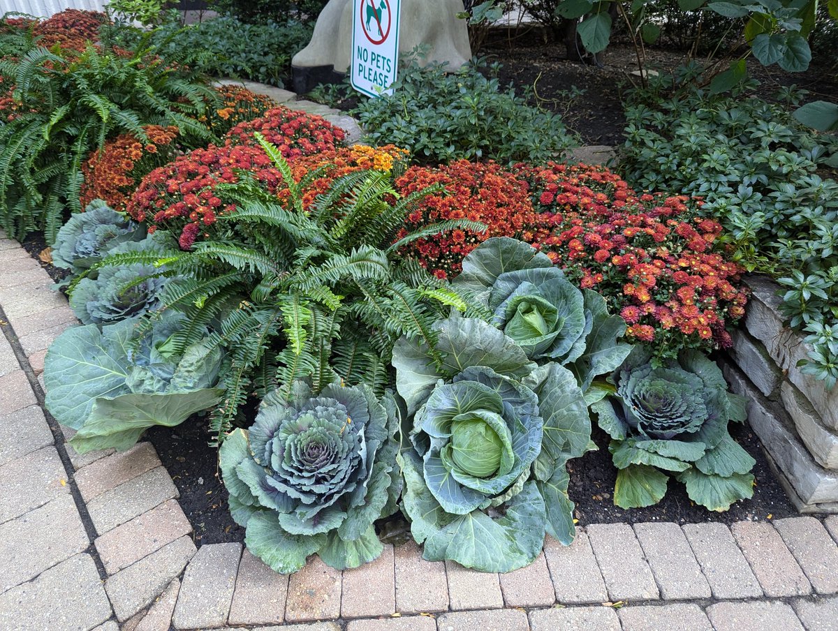Some people celebrate decorative gourd season, but I really think decorative cabbage season is underrated.