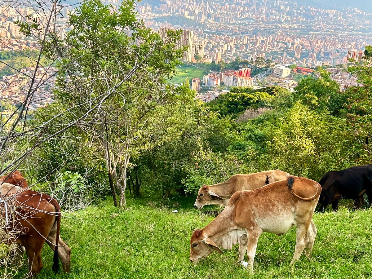 Periferias Verticales / Vertical Peripheries tweet media