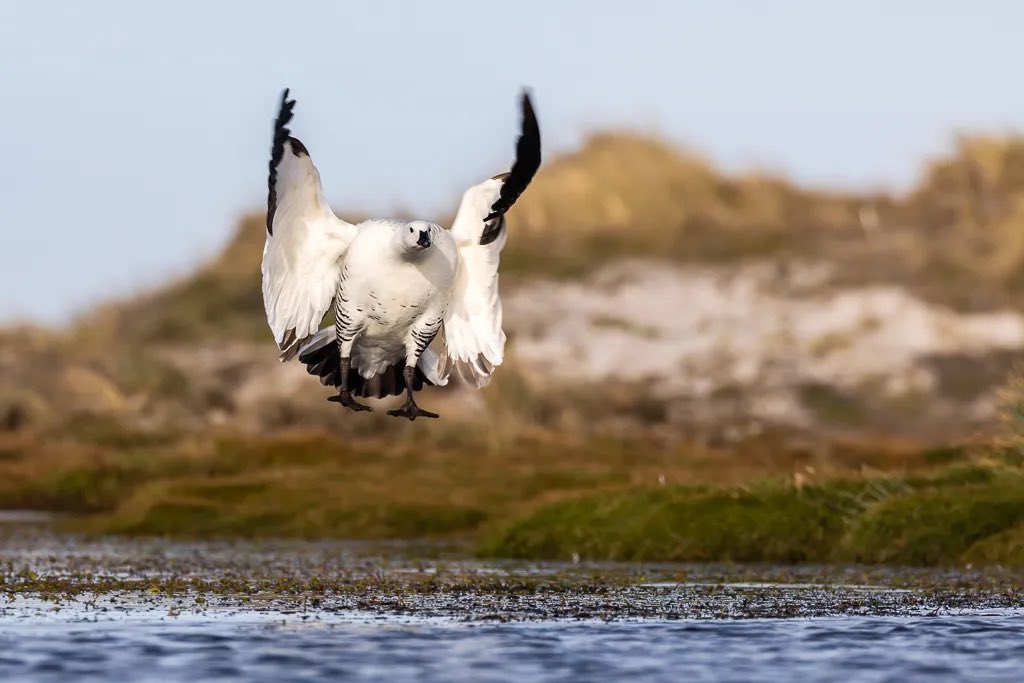 There are two subspecies of Upland Goose. The plain breast is found in the #falklandislands . The barred breast largely in Tierra del Fuego. This bird I found in Stanley today. Likely to be a vagrant 😁.  #falkland #uplandgoose #falklandsnature