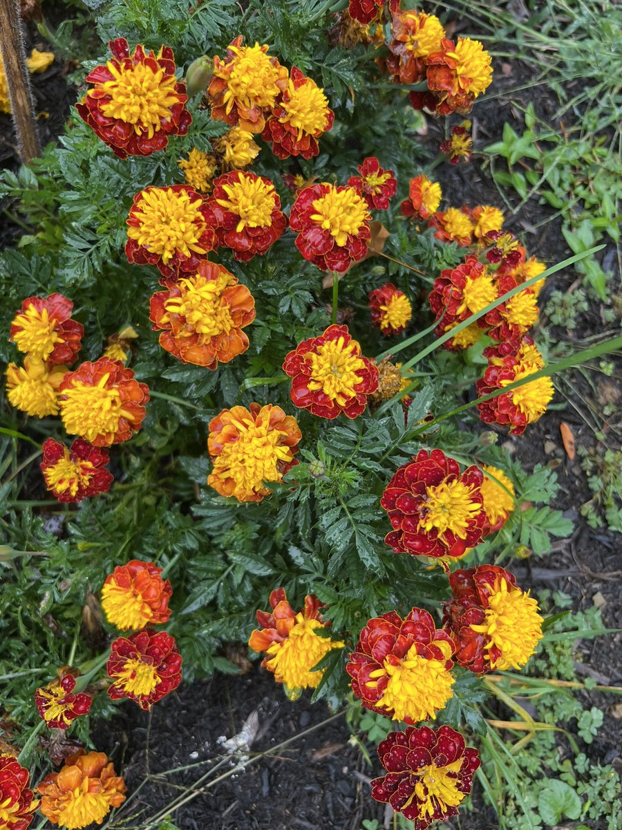 Pittsburgh History Pie tweet media