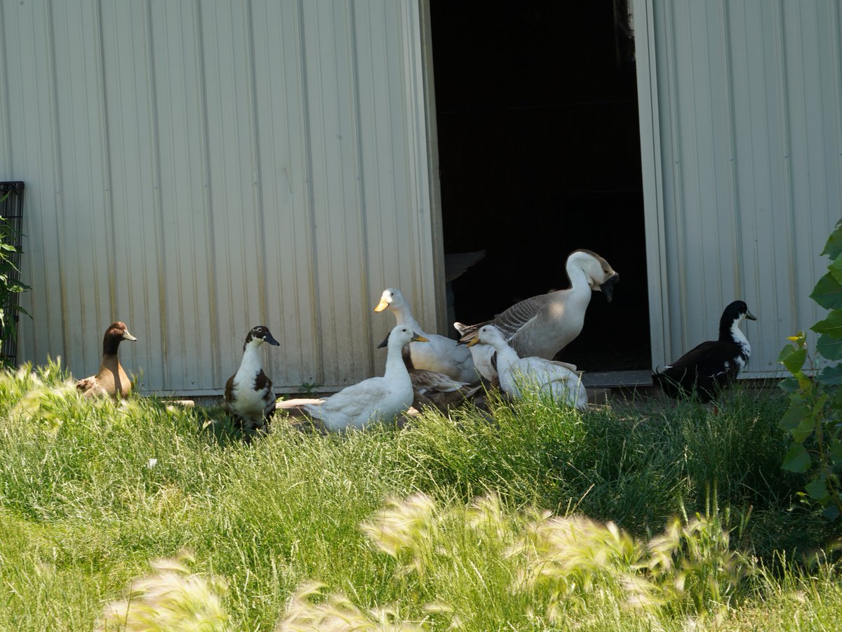 Farm2Veteran's tweet image. 🍂🪿 Hi from the Geese at Farm2Veteran on this crisp October day! 🪿🍂

Our honking buddies are enjoying the autumn breeze and beautiful vibes on our wholesome farm as they chill with their duck friends!

#Farm2Veteran #GooseLife #OctoberDays #FarmLife #NatureLovers