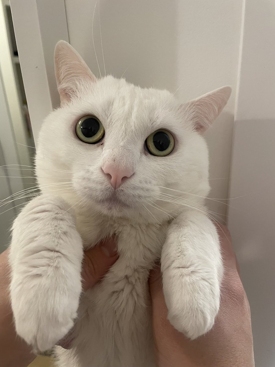 Кот Коша по прозвищу Бестолкоша.