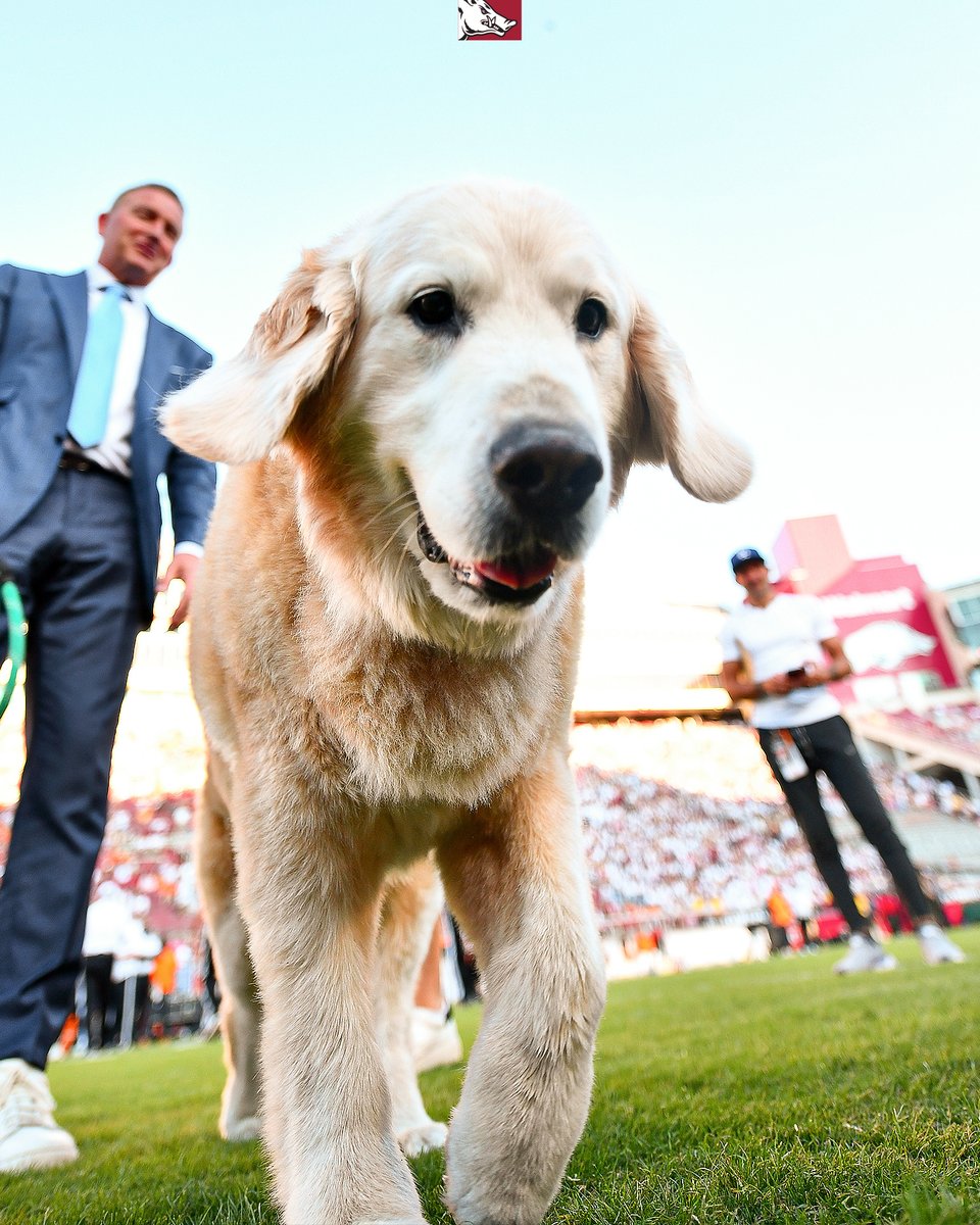 ArkRazorbacks's tweet image. A special guest in the house tonight!
(RT to boop)