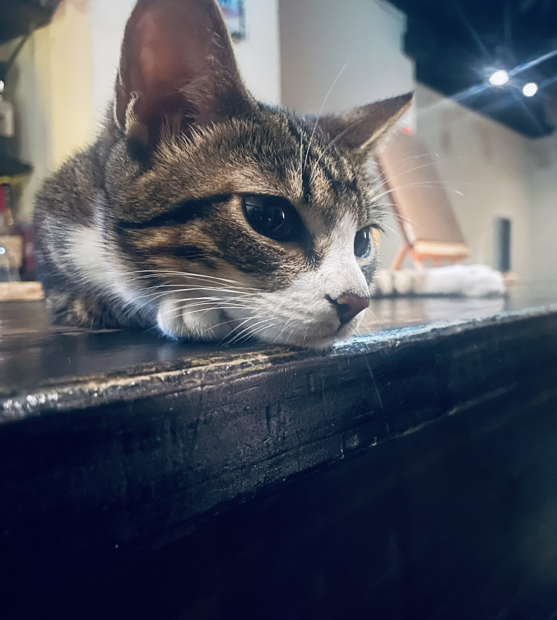 NEKOSURD on X: NEKOSURD on X: