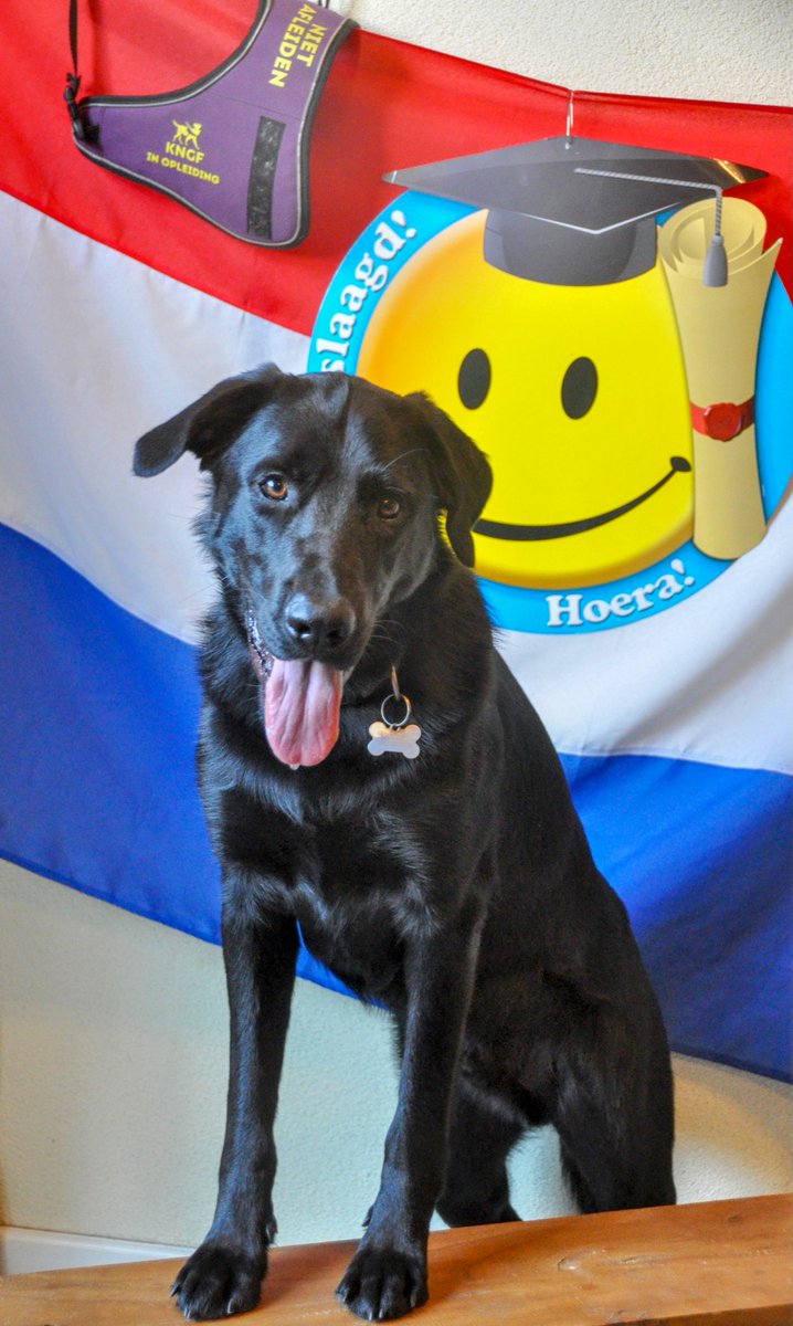 Onze knappe kanjer is geslaagd voor zijn eindloopje en mag zich binnenkort op school in Amstelveen melden.  Trots🥰
#Echo <a href="/KNGFGeleidehond/">KNGF Geleidehonden</a> #puppypleegezin