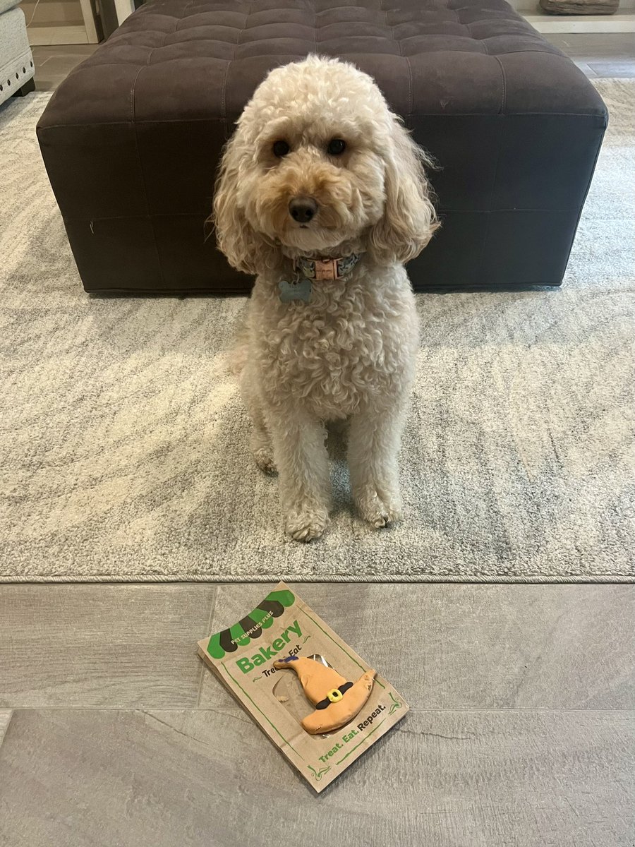 Paisley Mae loved her special treat from <a href="/petsuppliesplus/">Pet Supplies Plus</a> and <a href="/bgwalker420/">Brittany walker</a> ❤️