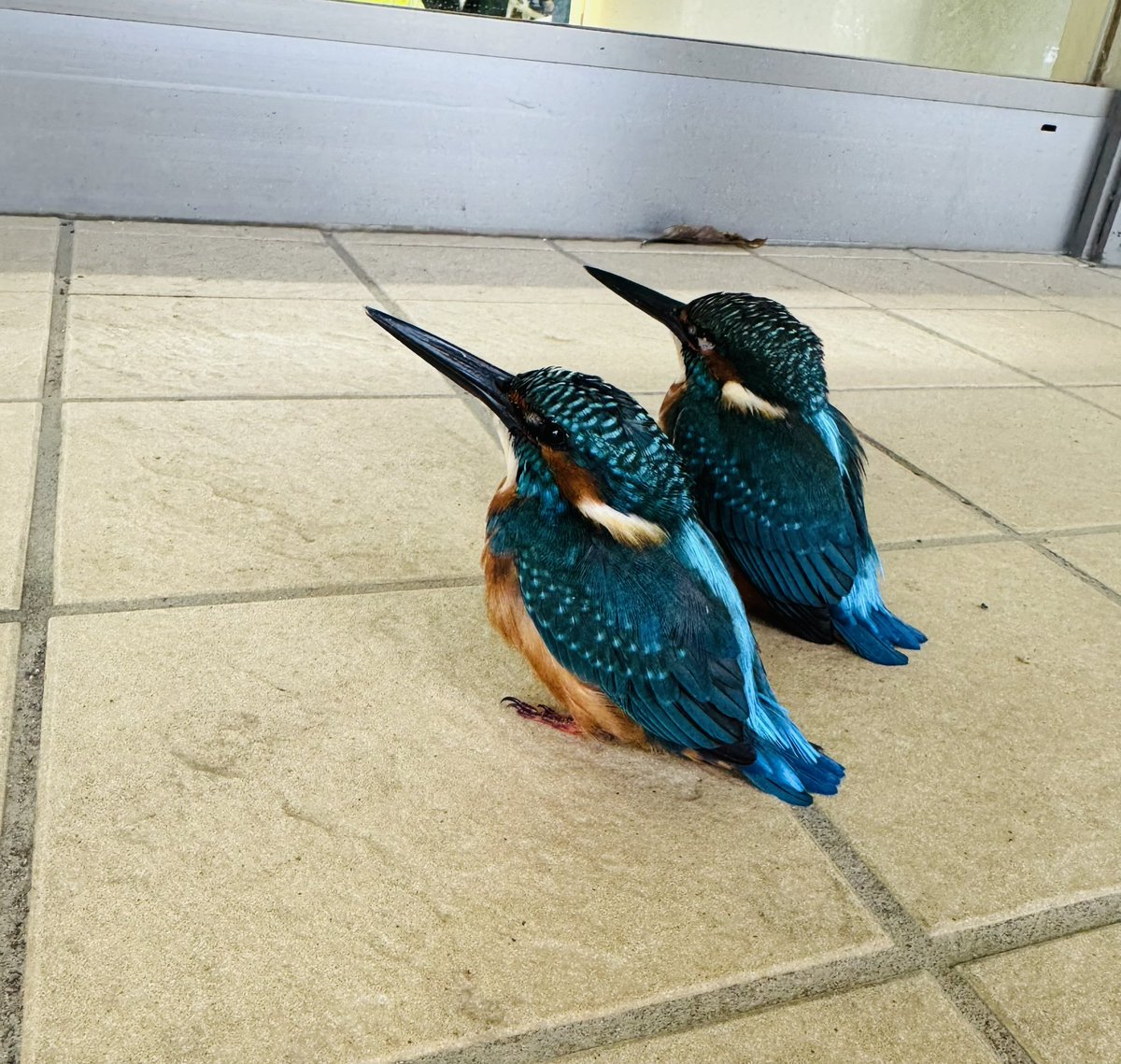 昨日は、珍しいお客様が交流センターに… 本当にキレイなコバルトブルー