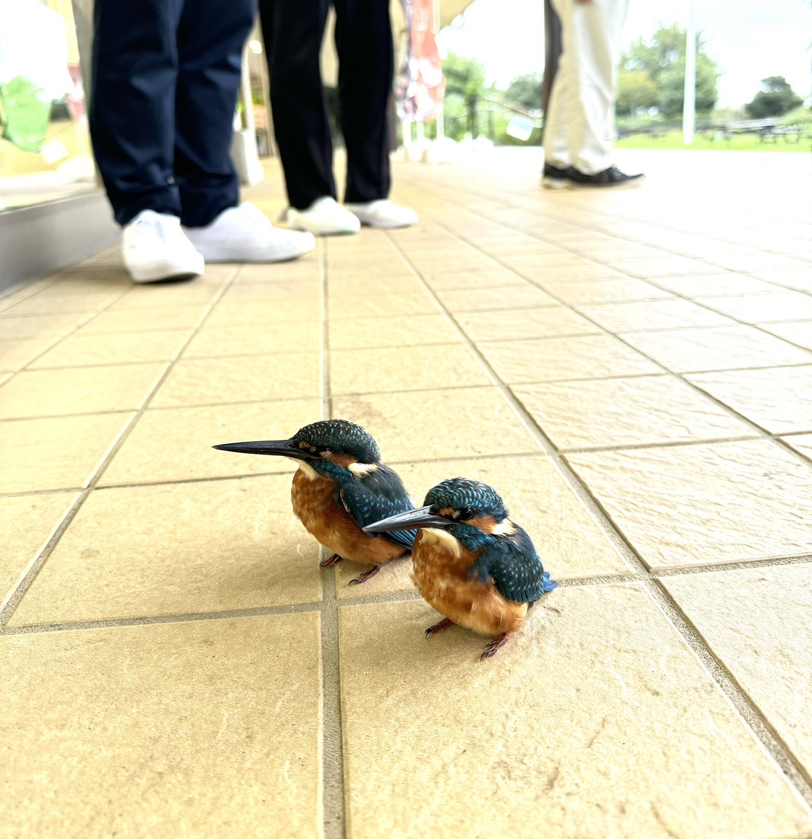 昨日は、珍しいお客様が交流センターに… 本当にキレイなコバルトブルー