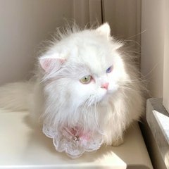 InterestLoved's tweet image. この小さな目、小さな鼻、小さな口 とてもかわいいので何回も見ました。