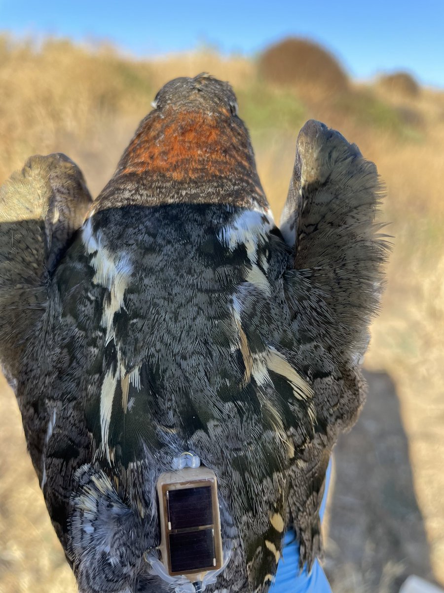 👀 WE ARE IN SHOCK, with two more birds this morning! It’s our great pleasure to introduce Knighty, the first ever male APS to be tracked, and Charuni, a particularly stunning female.