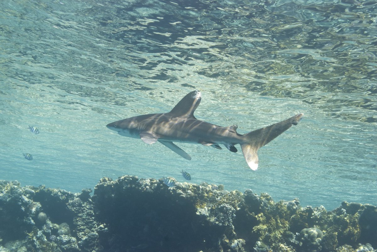 Juvenile oceanic whitetip sharks are bold, opportunistic hunters in open waters, feeding on squid and bony fish. Known for their endurance, they travel vast distances in warm, tropical seas and thrive in the pelagic zone.