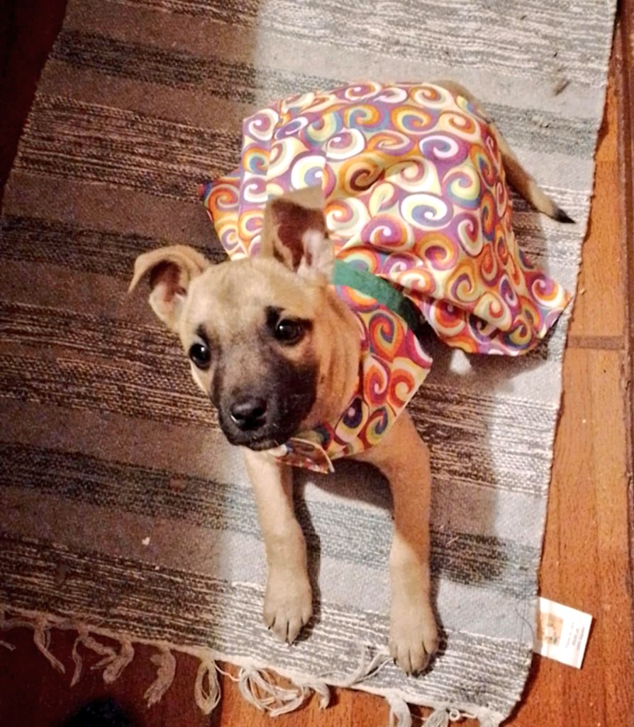 Pequeña en adopción, tres meses de edad, esterilizada, desparasitada y con su primera vacuna, es de tamaño pequeño mediano. Es muy sociable y juguetona, se lleva bien con perros y gatos.

Interesados escribir al WhatsApp +56 9 57126920. #Valpo #Viña