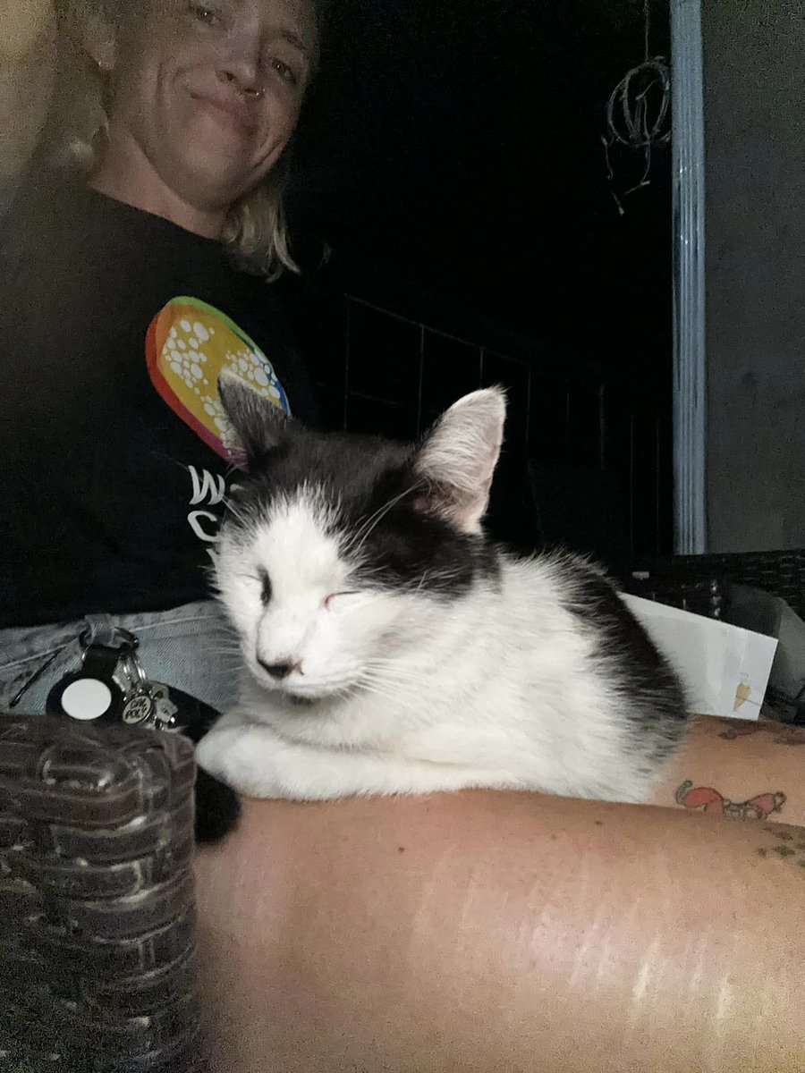Caroleeenalala's tweet image. This lost kitty showed up at a property volunteers from World Central Kitchen are helping clear. He's very friendly. I think they've found a foster (Caily Norton) but I wanted to share his picture in case it helps someone find their cat.