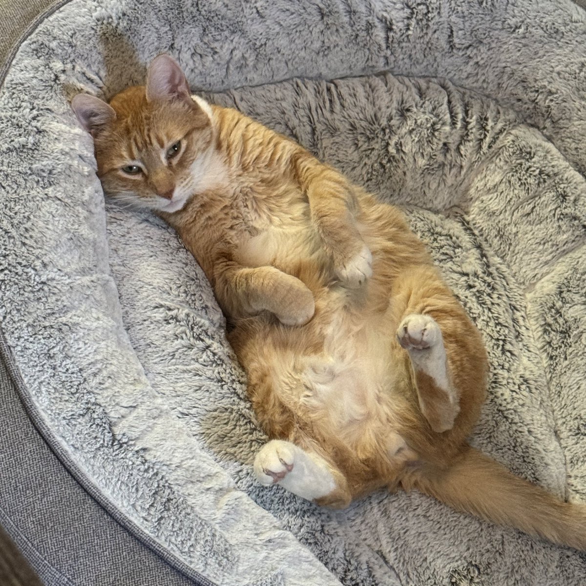 Jorts (and Jean) tweet media