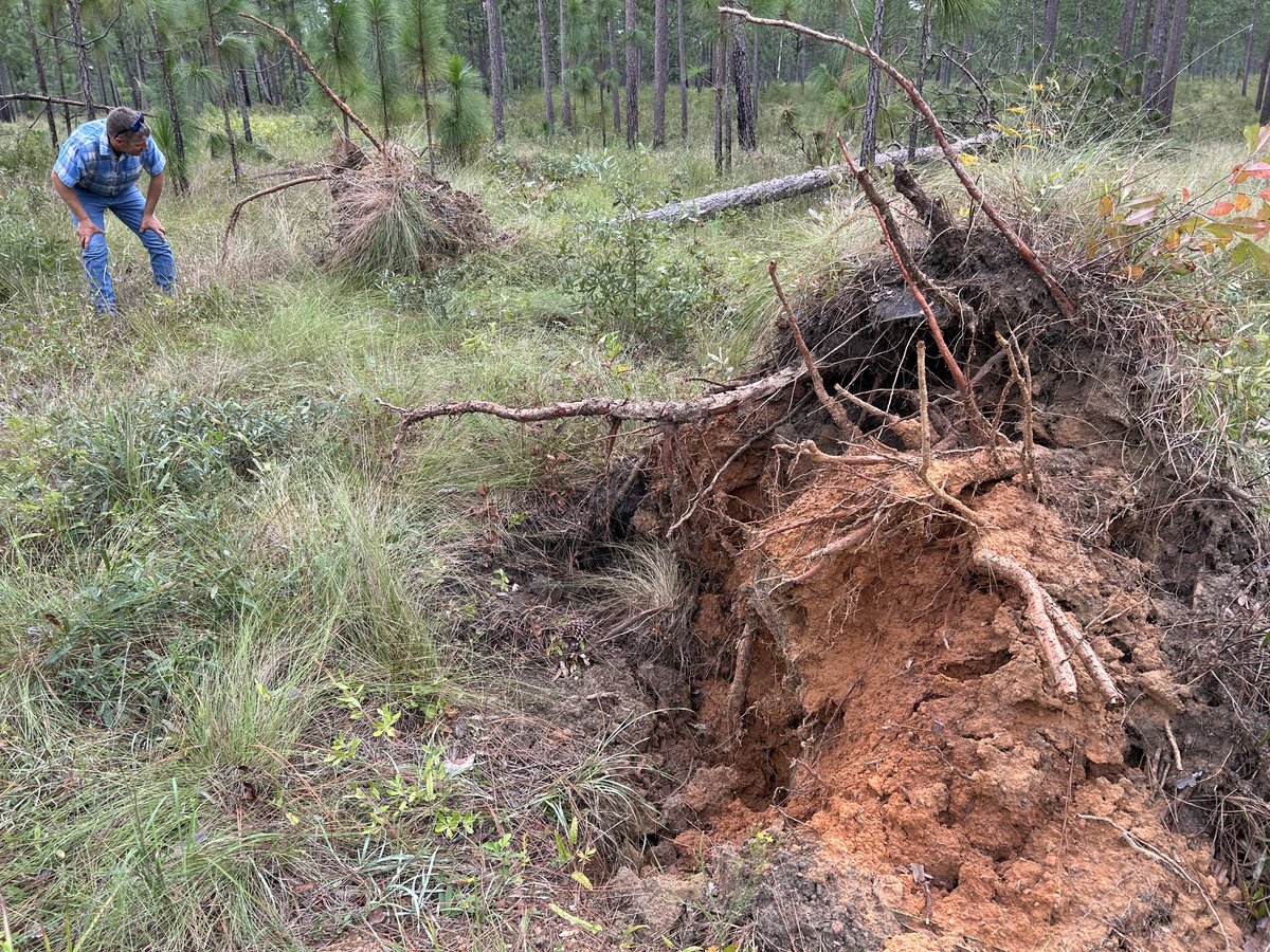 Seth W. Bigelow, Ph.D. (@bigelowseth) on Twitter photo Puzzling- soils on this Brooks County GA property are sandy loams with no restrictive features but these longleaf pines did not develop taproots and toppled in Helene’s winds Puzzling- soils on this Brooks County GA property are sandy loams with no restrictive features but these longleaf pines did not develop taproots and toppled in Helene’s winds