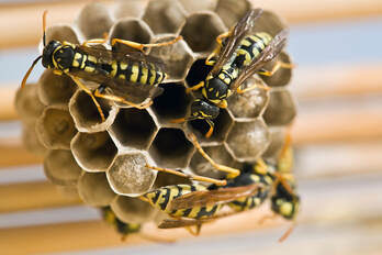 The age old discussion rears it's head again.
<a href="/WesDurham/">𝐖𝐞𝐬 𝐃𝐮𝐫𝐡𝐚𝐦</a>
<a href="/TomLuginbill/">Tom Luginbill 🇺🇸 🏈</a> 
Yellow jackets don't make honey, however their nests have Honeycomb shaped structure.
That's what the honeycombs in the brand represent. A yellow jacket hive.