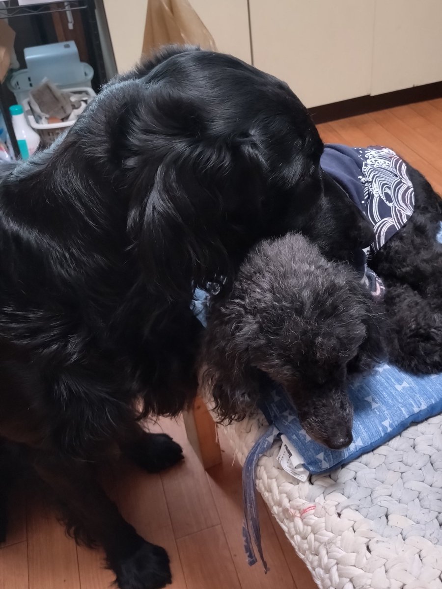 benitamaster's tweet photo. 兄ちゃんが大好きな末っ子ガウディ。
体はでかいのにいつまでも甘えん坊である。
#フラットコーテッドレトリバー
#トイプードル
#ガウディ
#アントニ
#グエル https://t.co/VmMgohAi3Z