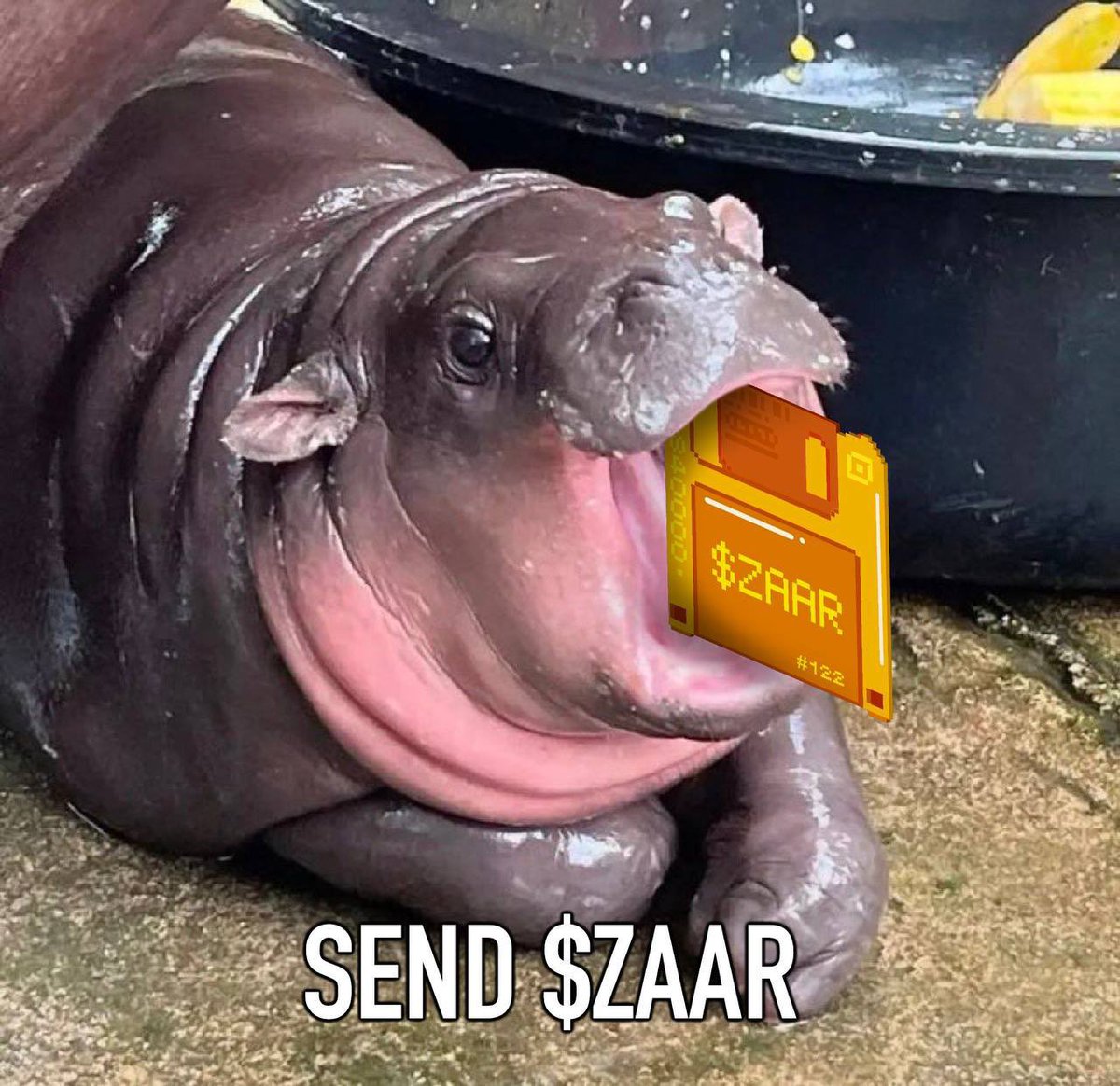 0xBillls's tweet photo. GMZAARS

It’s Day 4 of farming $ZAAR 🧑‍🌾

Daily Check-in

Send $ZAAR $ZAAR $ZAAR

@ordzaar x @OdinSwap https://t.co/sszPxBEYId