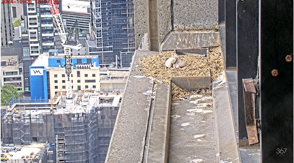 Jenny Difficult-Frecklington-Jones 🇵🇸🍉🇮🇷 tweet media