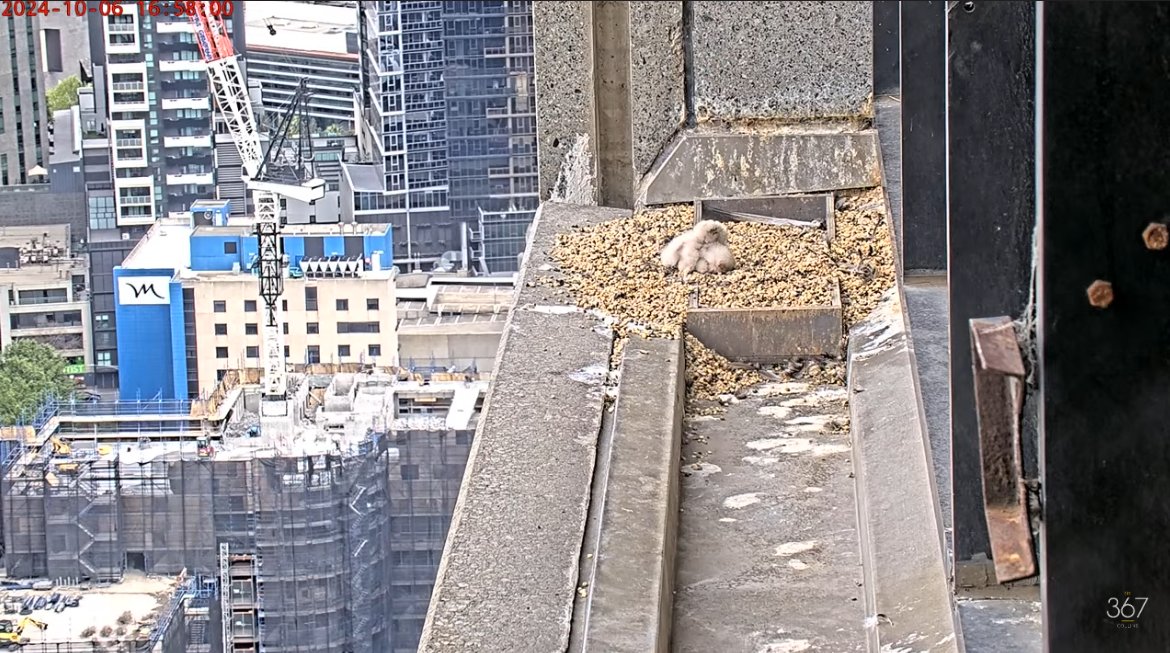 Jenny Difficult-Frecklington-Jones 🇵🇸🍉🇮🇷 tweet media