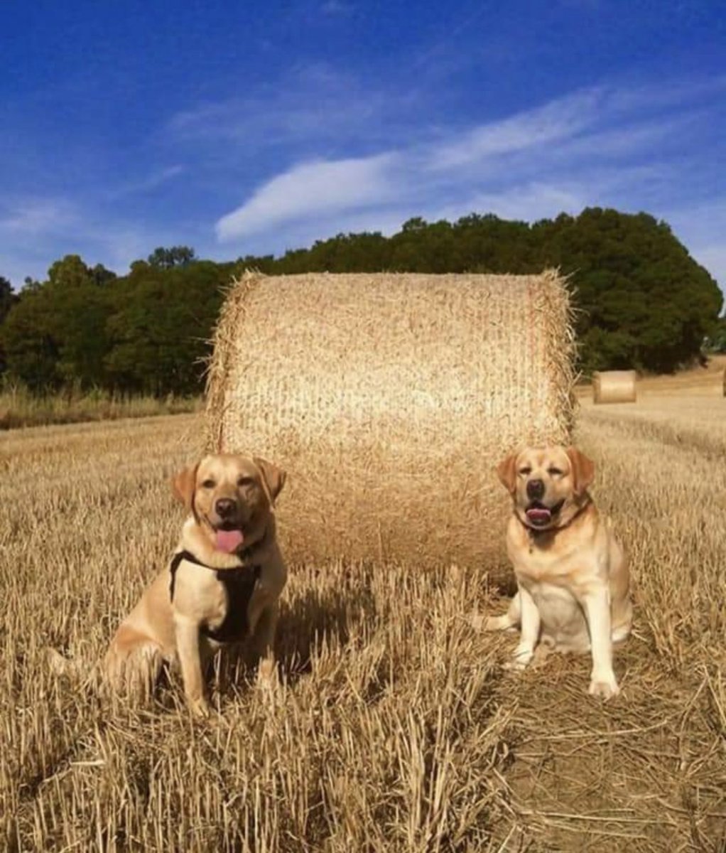 Albert and Bera 🐶🐕 Bert's Legacy 🌈 ❤️ tweet media