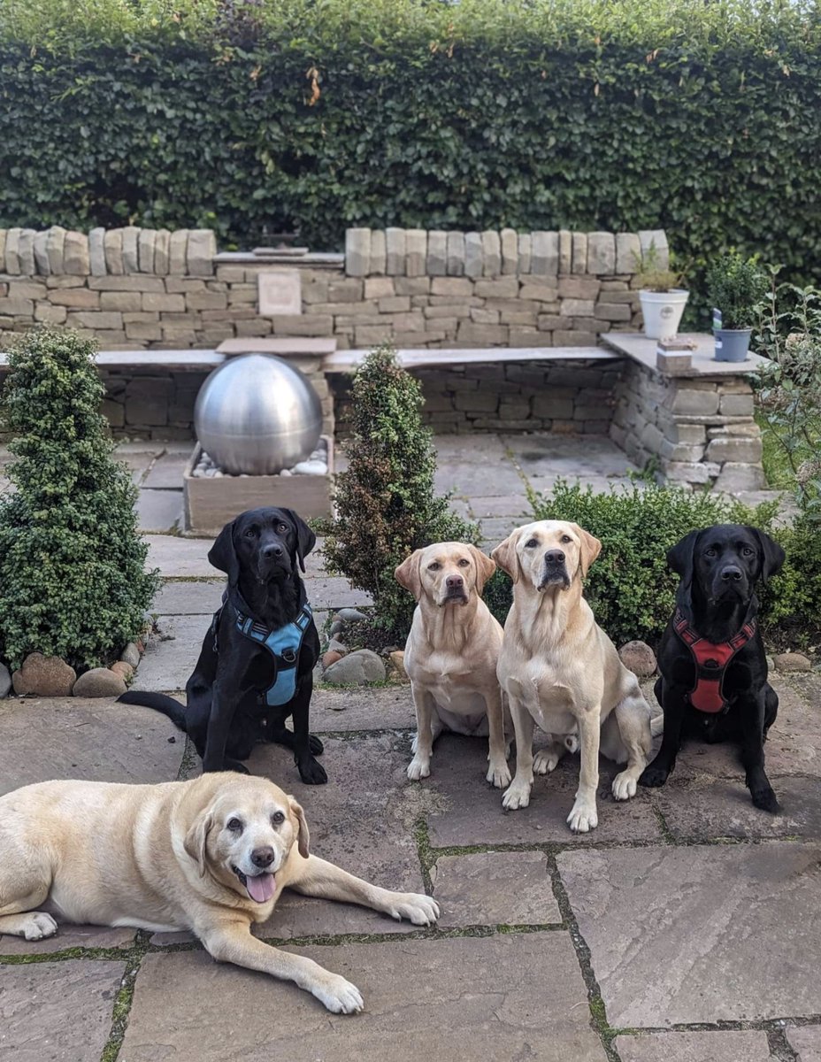 Albert and Bera 🐶🐕 Bert's Legacy 🌈 ❤️ tweet media