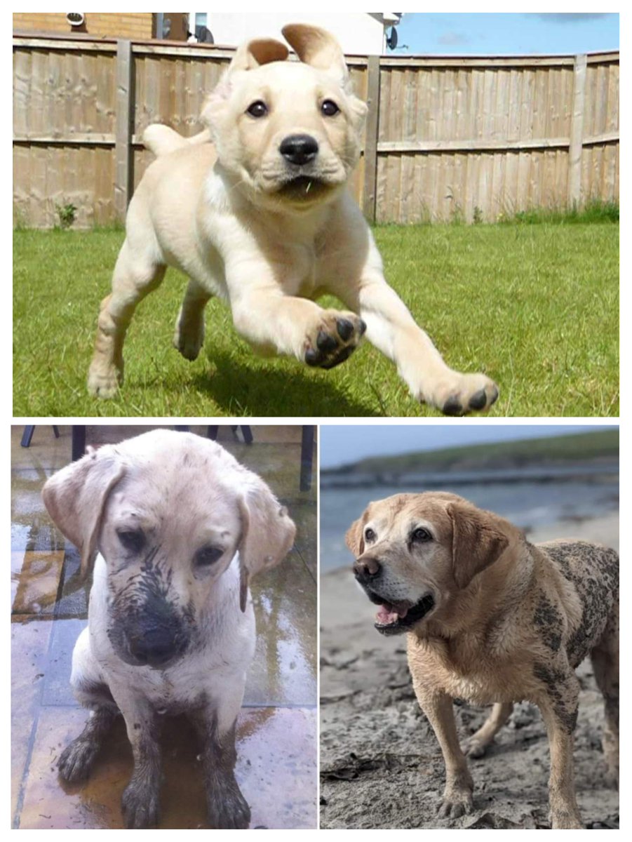 Albert and Bera 🐶🐕 Bert's Legacy 🌈 ❤️ tweet media