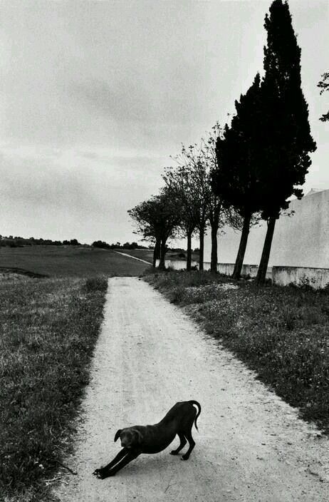 eyeonaxis_'s tweet image. Josef Koudelka&apos;s dogs