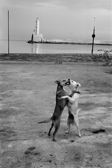 eyeonaxis_'s tweet image. Josef Koudelka&apos;s dogs