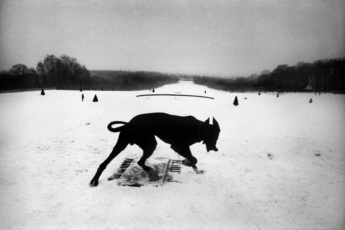 eyeonaxis_'s tweet image. Josef Koudelka&apos;s dogs