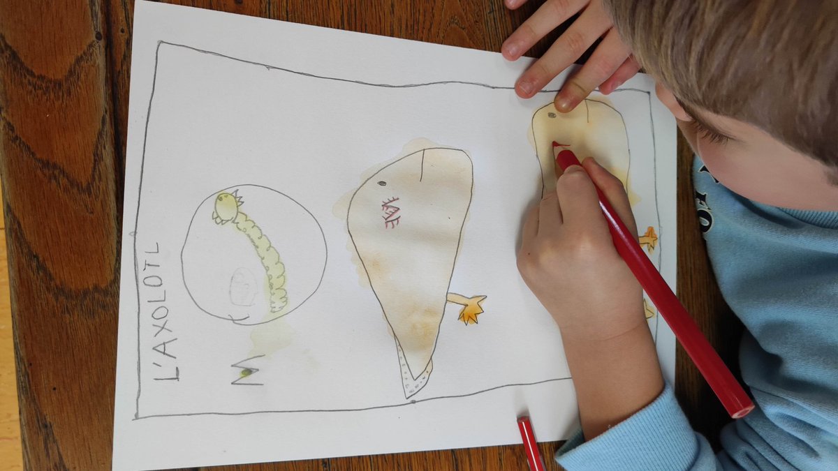 L'axolotl, une drôle de bestiole, une salamandre Mexicaine...