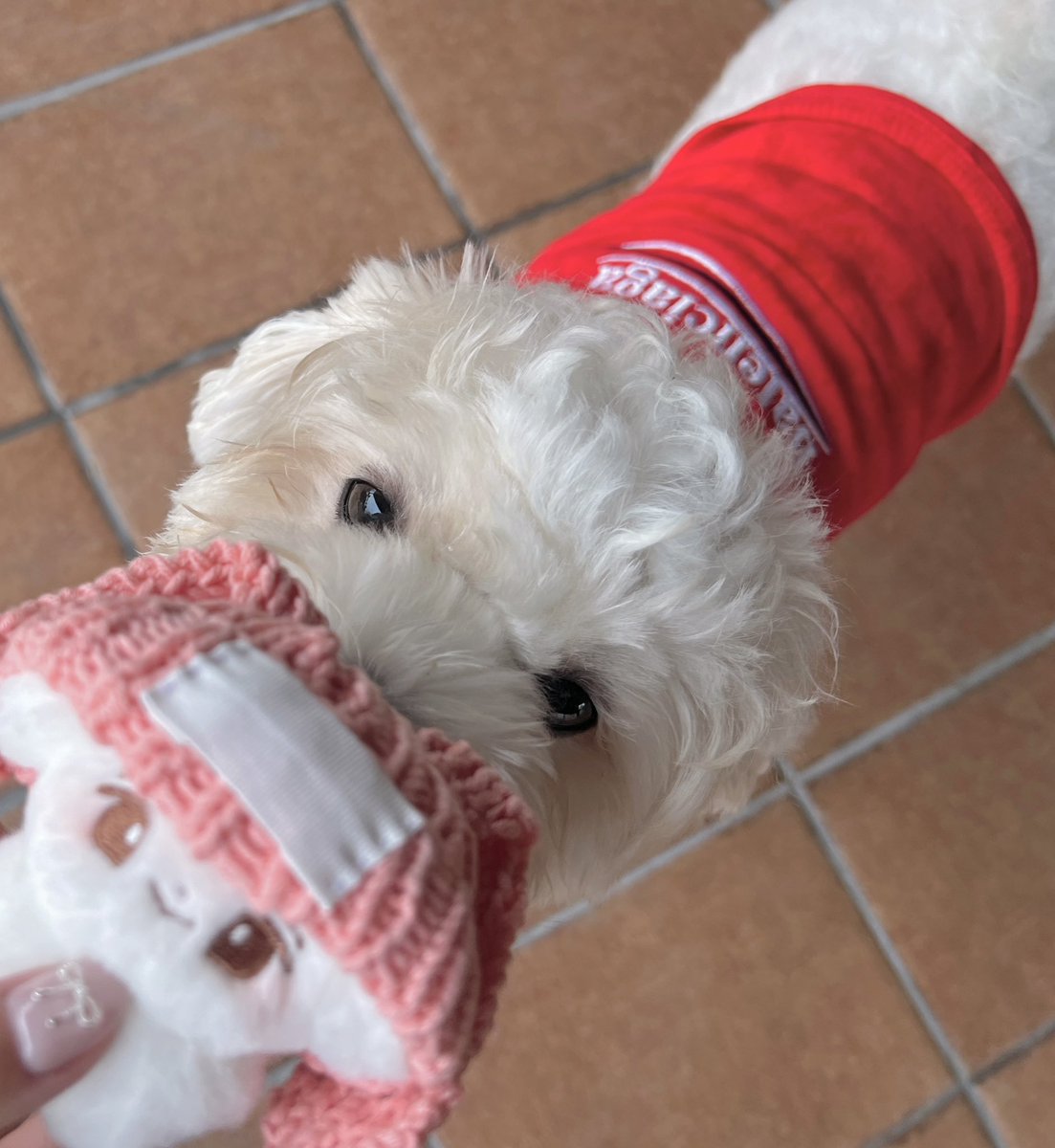 가나디가 강아지에게🐶💕
