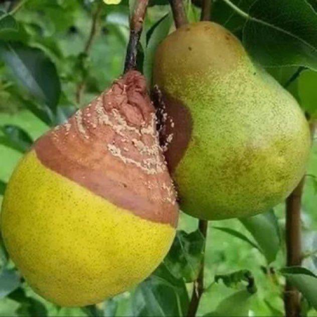 “Hâl sirayet eder. Bu yüzden iyilerle olmak yetmez, kötülerden de uzak durmak gerekir.”

Sirâyet; bir düşüncenin, durumun başkasına geçmesi, bulaşması demek. Sözcüğün kökeni Arapça sry.

Özellikle gençlere tavsiye: Kalbinde merhamet olmayan herkesten uzak durun.