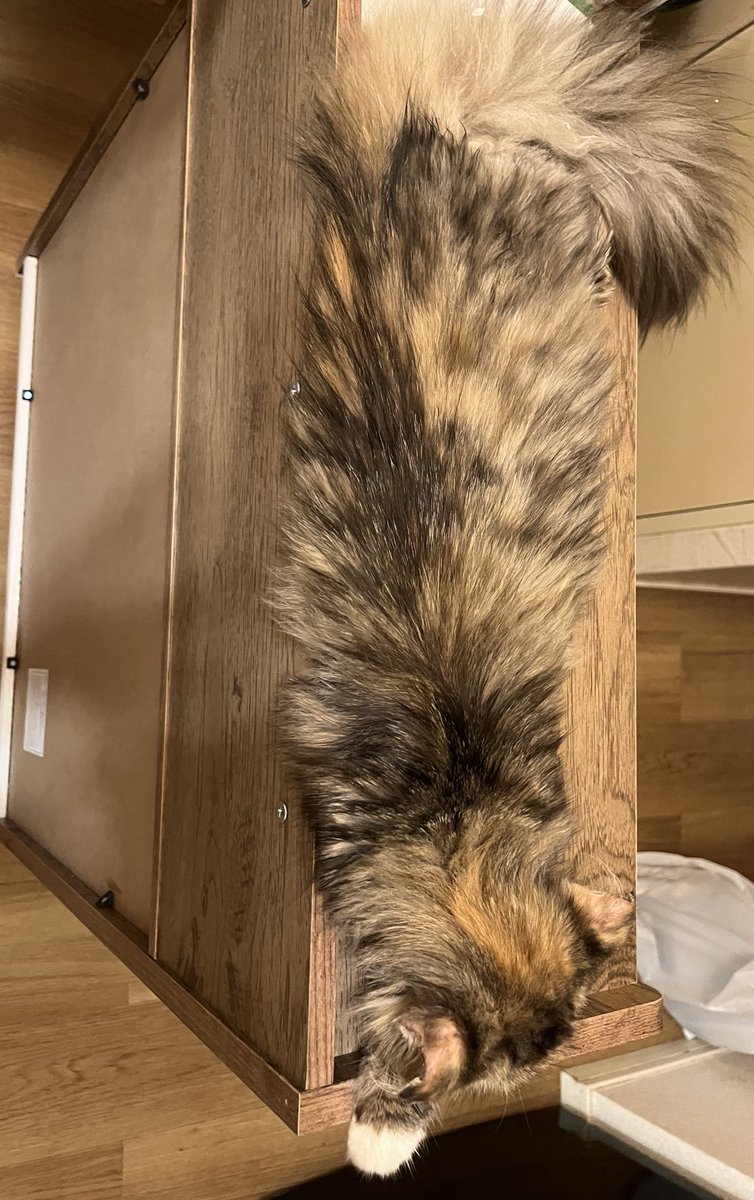 こんにちは。
昨日で、FIP投薬折り返しました！
昨日の血液検査も貧血が治っており、炎症も前回より60ほど数値が下がっておりました。
まだ正常値の10倍ほどの数値ですが焦らず闘病生活頑張ります💪