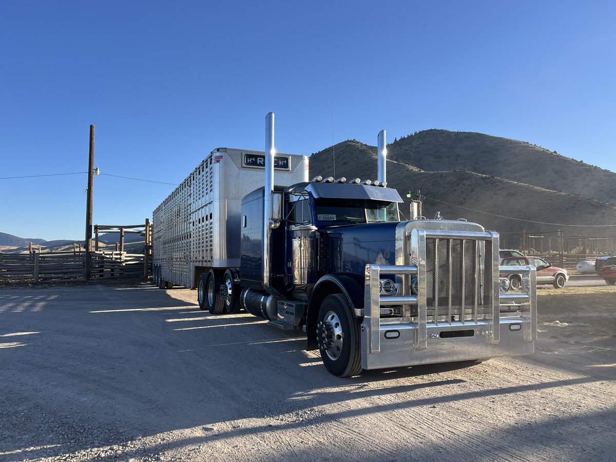 ConneXionLVSTK's tweet photo. More nice yearlings shipping out! South Dakota Bound! https://t.co/BrcSoLM1Rk