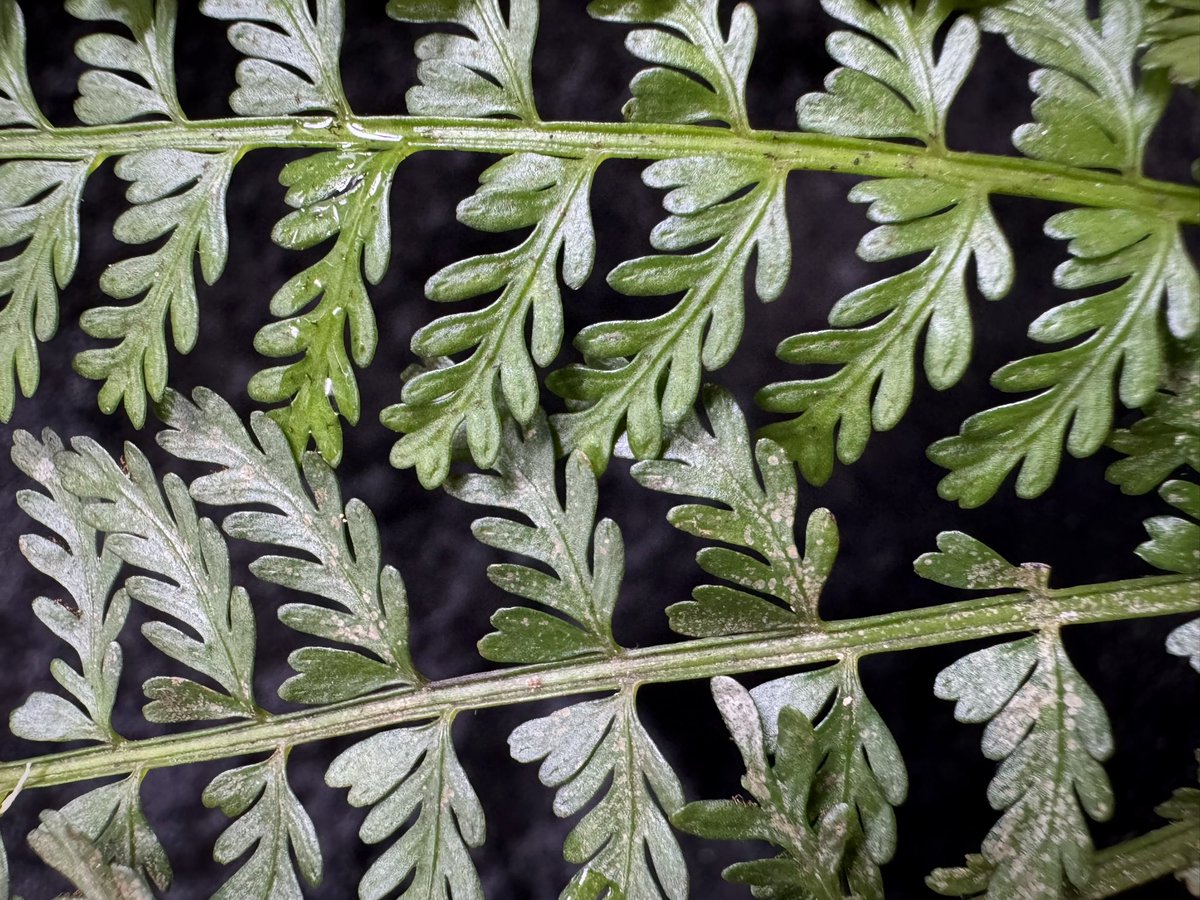 moregoro's tweet image. 本日の朝草。ファイルNo.728

Asplenium cf. thunbergii from West Java

m-r-g-r.com
Instagram ID moregoro5016

#Asplenium

販売中の輸入養生株です。子株吹き始めました。5株注文したのに3株しか入って無くてうち1株溶けました・・・あるある話しなんですがこの株売れても赤字ですw