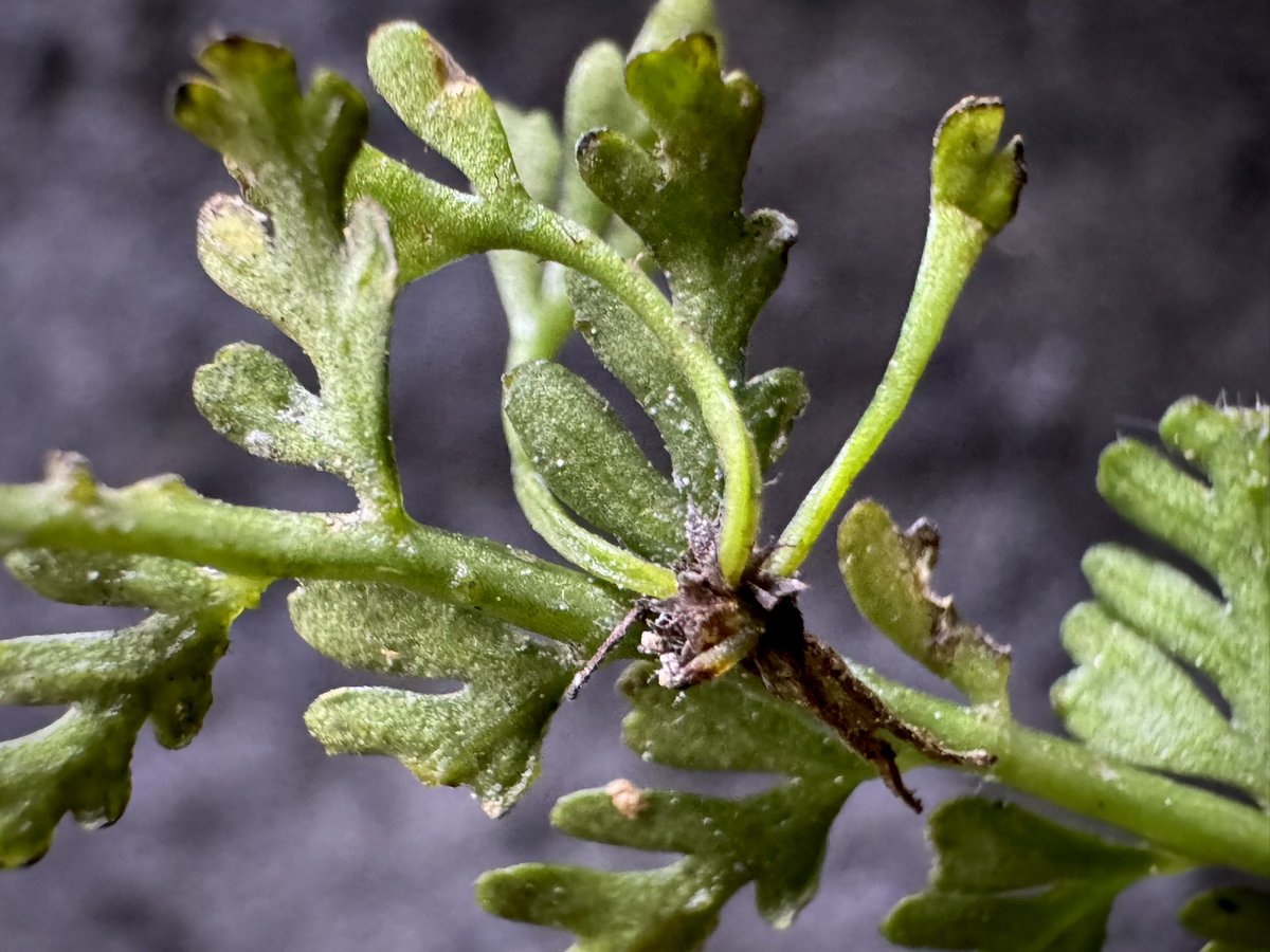 moregoro's tweet image. 本日の朝草。ファイルNo.728

Asplenium cf. thunbergii from West Java

m-r-g-r.com
Instagram ID moregoro5016

#Asplenium

販売中の輸入養生株です。子株吹き始めました。5株注文したのに3株しか入って無くてうち1株溶けました・・・あるある話しなんですがこの株売れても赤字ですw