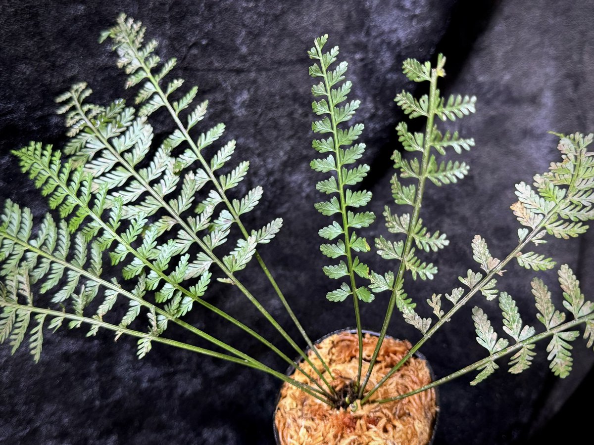 moregoro's tweet image. 本日の朝草。ファイルNo.728

Asplenium cf. thunbergii from West Java

m-r-g-r.com
Instagram ID moregoro5016

#Asplenium

販売中の輸入養生株です。子株吹き始めました。5株注文したのに3株しか入って無くてうち1株溶けました・・・あるある話しなんですがこの株売れても赤字ですw