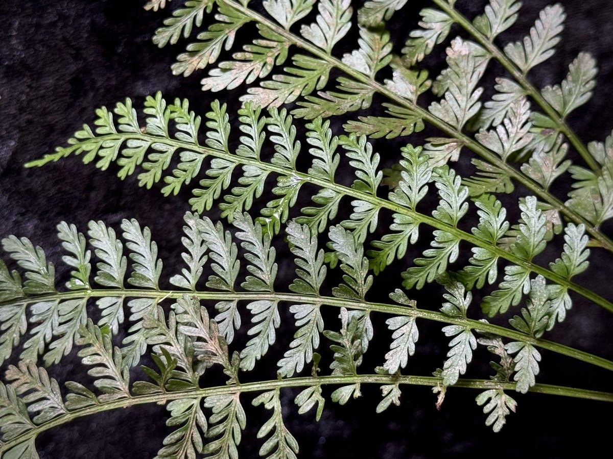 moregoro's tweet image. 本日の朝草。ファイルNo.728

Asplenium cf. thunbergii from West Java

m-r-g-r.com
Instagram ID moregoro5016

#Asplenium

販売中の輸入養生株です。子株吹き始めました。5株注文したのに3株しか入って無くてうち1株溶けました・・・あるある話しなんですがこの株売れても赤字ですw