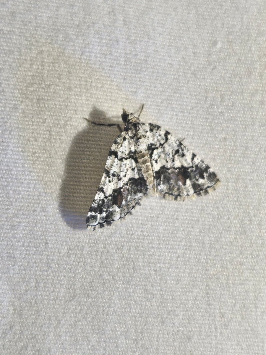 Scrubblegum 🦒 tweet media