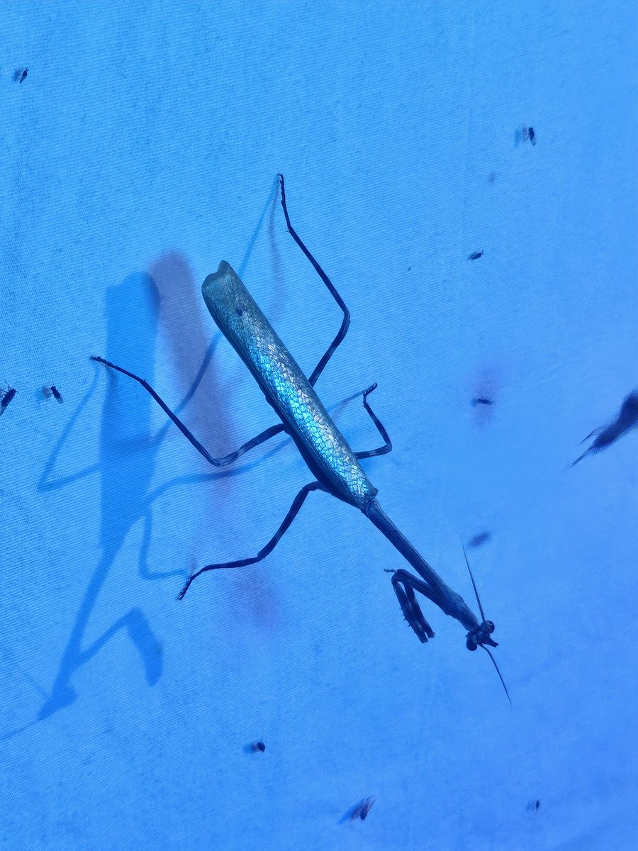 Scrubblegum 🦒 tweet media