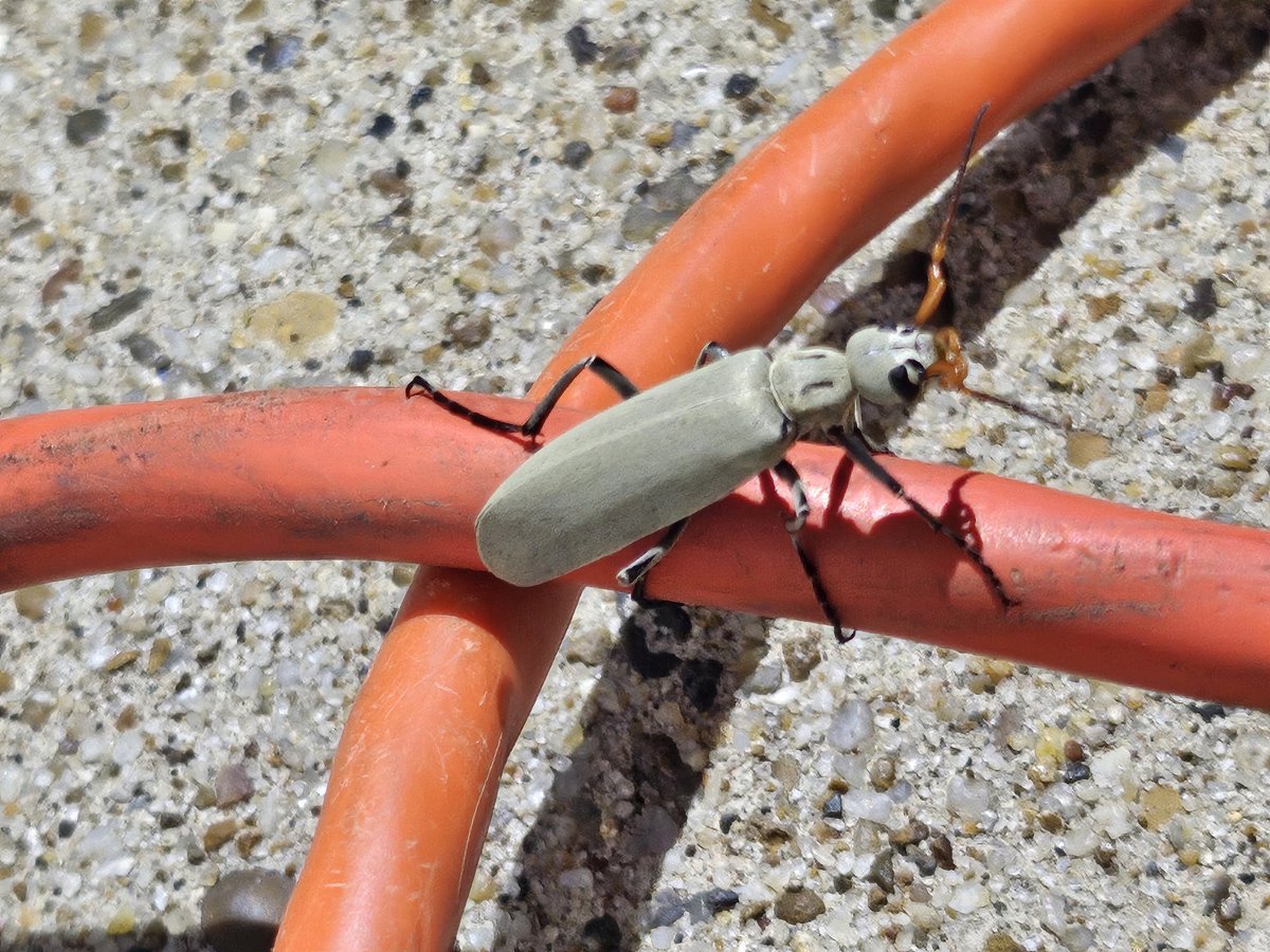 Scrubblegum 🦒 tweet media