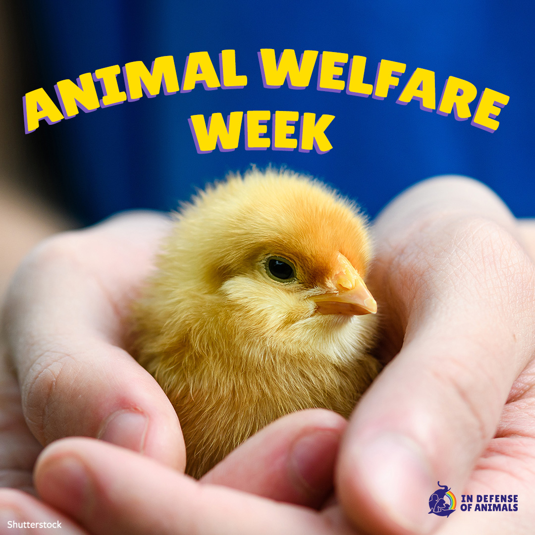 IDAUSA's tweet photo. Animal Welfare Week is here to educate people about the harms animals suffer and promote their humane treatment.
Download our free vegan starter guide: https://t.co/0Aq9lvwSkx
#AnimalWelfareWeek https://t.co/TQbLYwOzu7