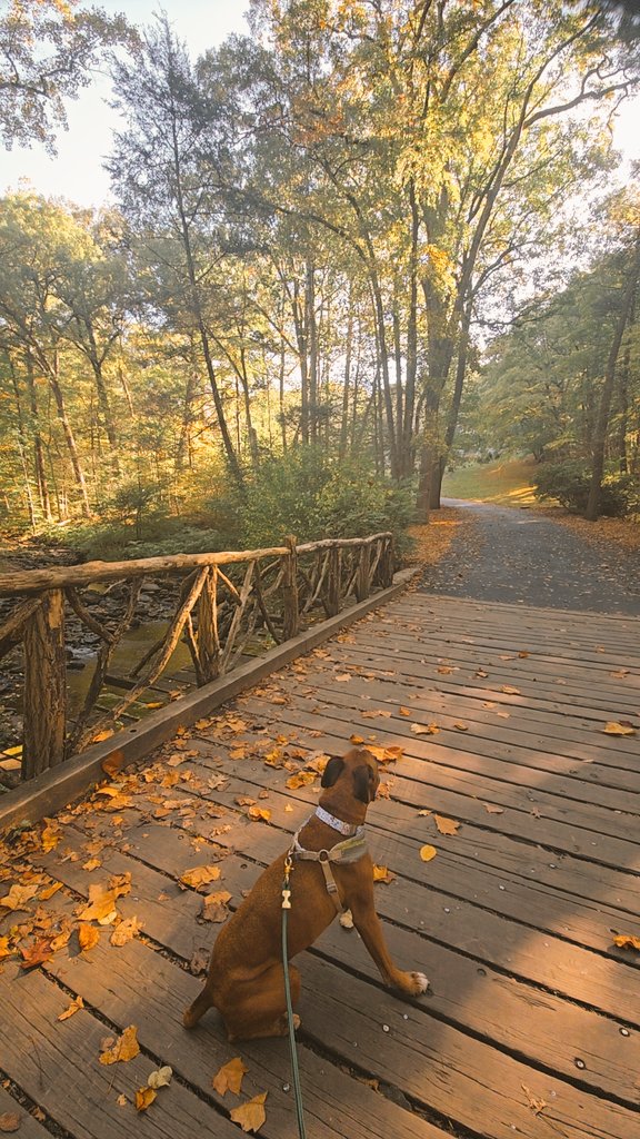 NallsXD's tweet photo. Sleepy Hollow with my travel buddy 🎃🍁🍂 https://t.co/8yJGfRZOSn