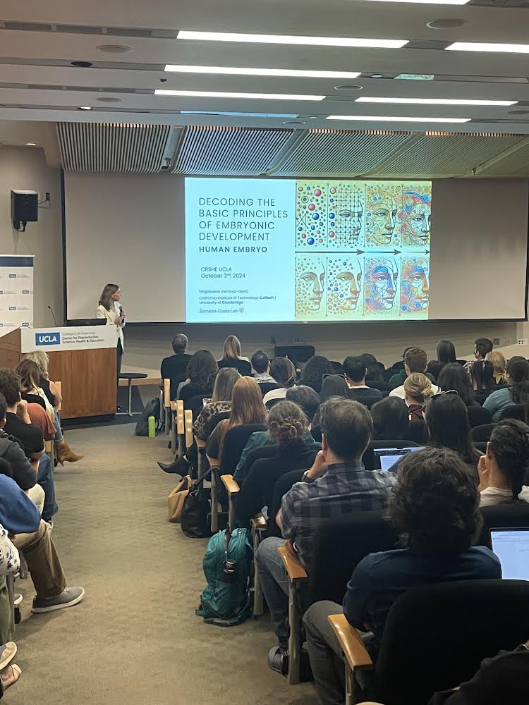 UCLA_CRSHE's tweet image. We are honored to have brought in world renowned scientist Dr. Magdalena Zernicka-Goetz this past Thursday to discuss her groundbreaking work in embryo models and human embryos. A packed room with over 200 people in attendance!! #reproductivescience