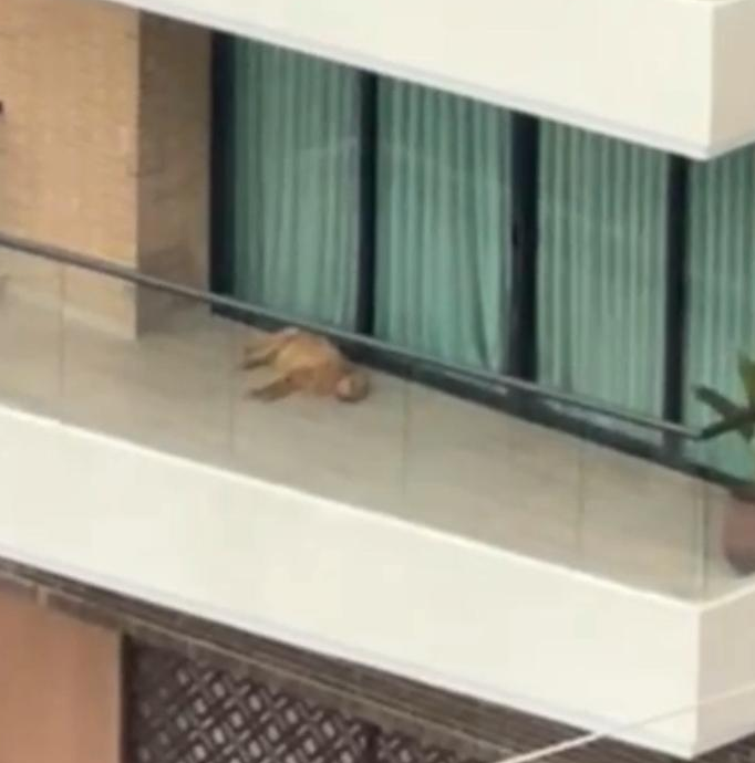 Ayuda urgente 🆘 <a href="/alcaldiabquilla/">Alcaldía de Barranquilla</a>.  Este perrito golden de nombre Zimba lleva tres días abandonado en el balcón; no tiene ni agua ni comida y ya  está enfermo. Sus "cuidadores" se fueron y lo dejaron solo 😠.

No hay derecho a tanta crueldad. Edificio Bruce, Cr 56 Cl 96.