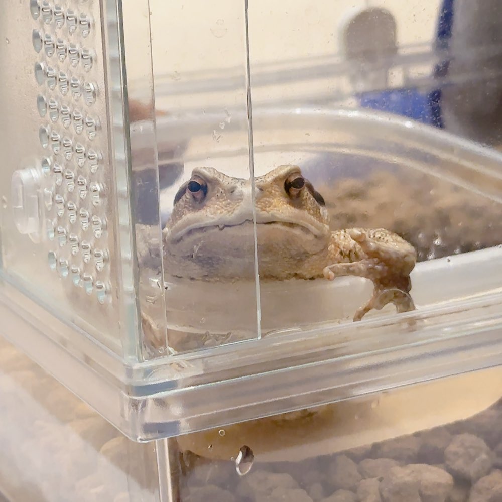 shikeppy's tweet photo. 【お知らせです🐸】

実は ぴたんに 兄弟ができました。
二ホンヒキガエルの がまくん です。

がまくんは 写真が苦手なので たまにの登場にはなりますが、よろしくお願いします✨️ https://t.co/YR483GUWST