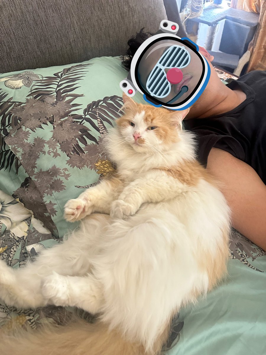 halo aku kucing tweet media