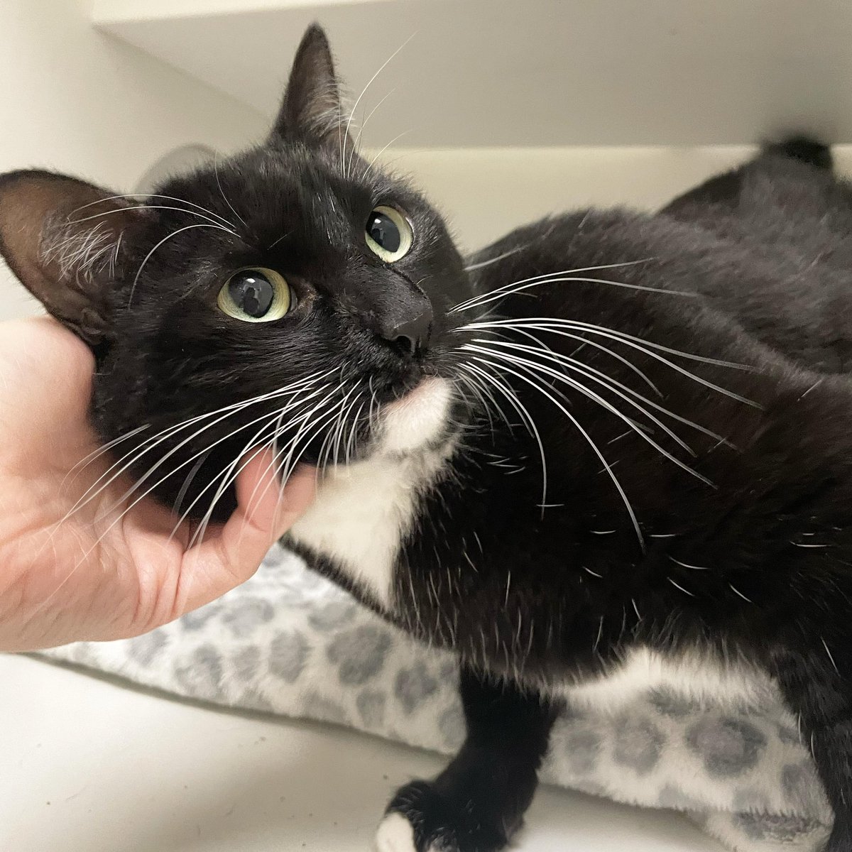 I had the best birthday today because I got to send Peepers off to her new forever home! 🥹🩷

Her people saw her picture online last week and immediately fell in love with her and her story. After all she's been through recently, she deserves that kind of love at first sight 🥰